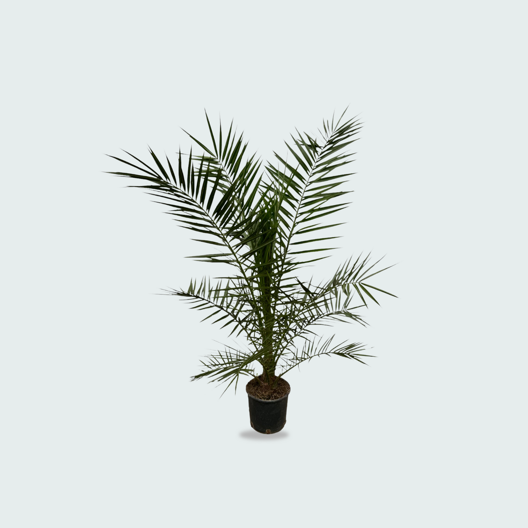 Phoenix Canariensis kopen