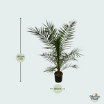 Phoenix Canariensis kopen