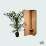 Phoenix Canariensis kopen