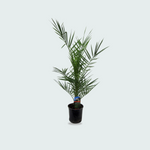 Phoenix Canariensis kopen