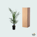 Phoenix Canariensis kopen