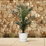 Phoenix Canariensis kopen