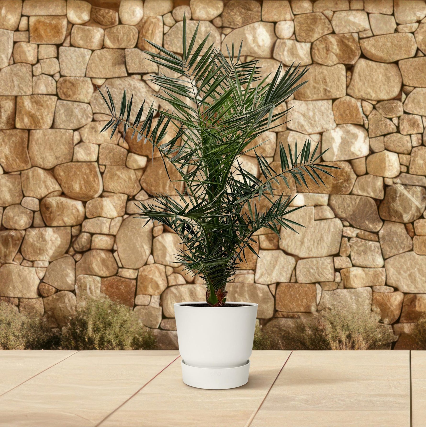 Phoenix Canariensis kopen