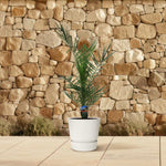Phoenix Canariensis kopen