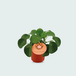 Pilea Peperomioides kopen