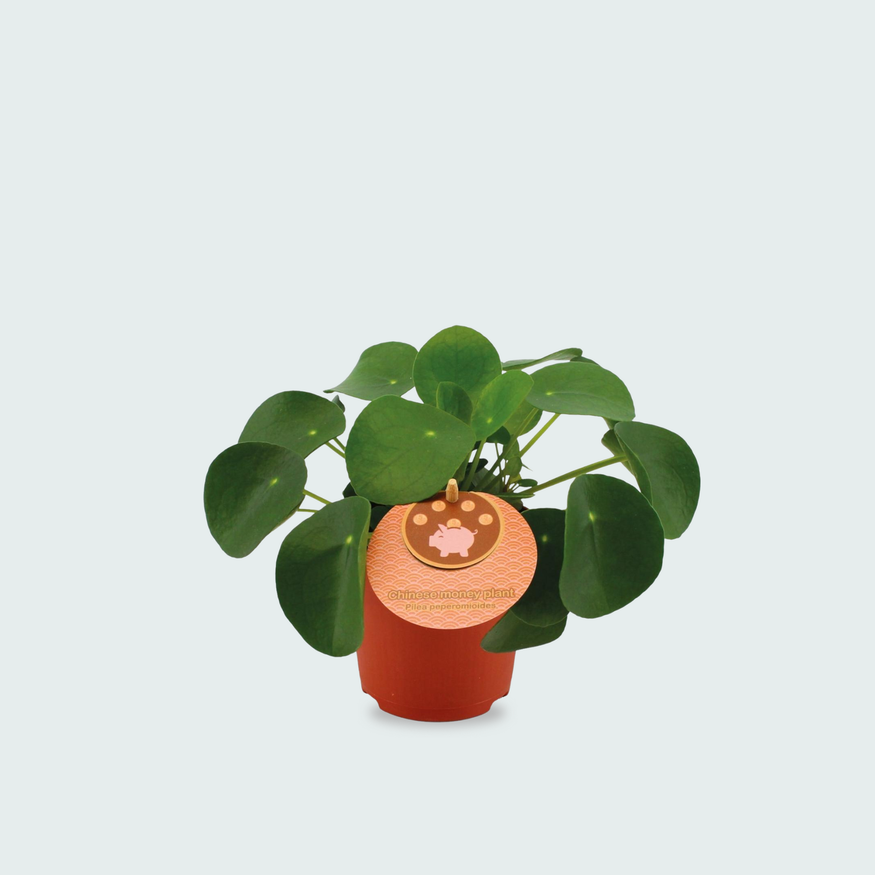 Pilea Peperomioides kopen