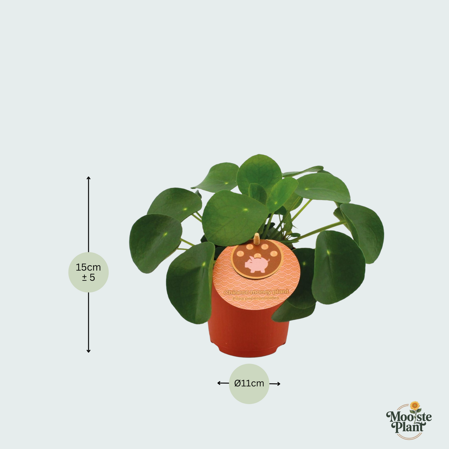 Pilea Peperomioides kopen