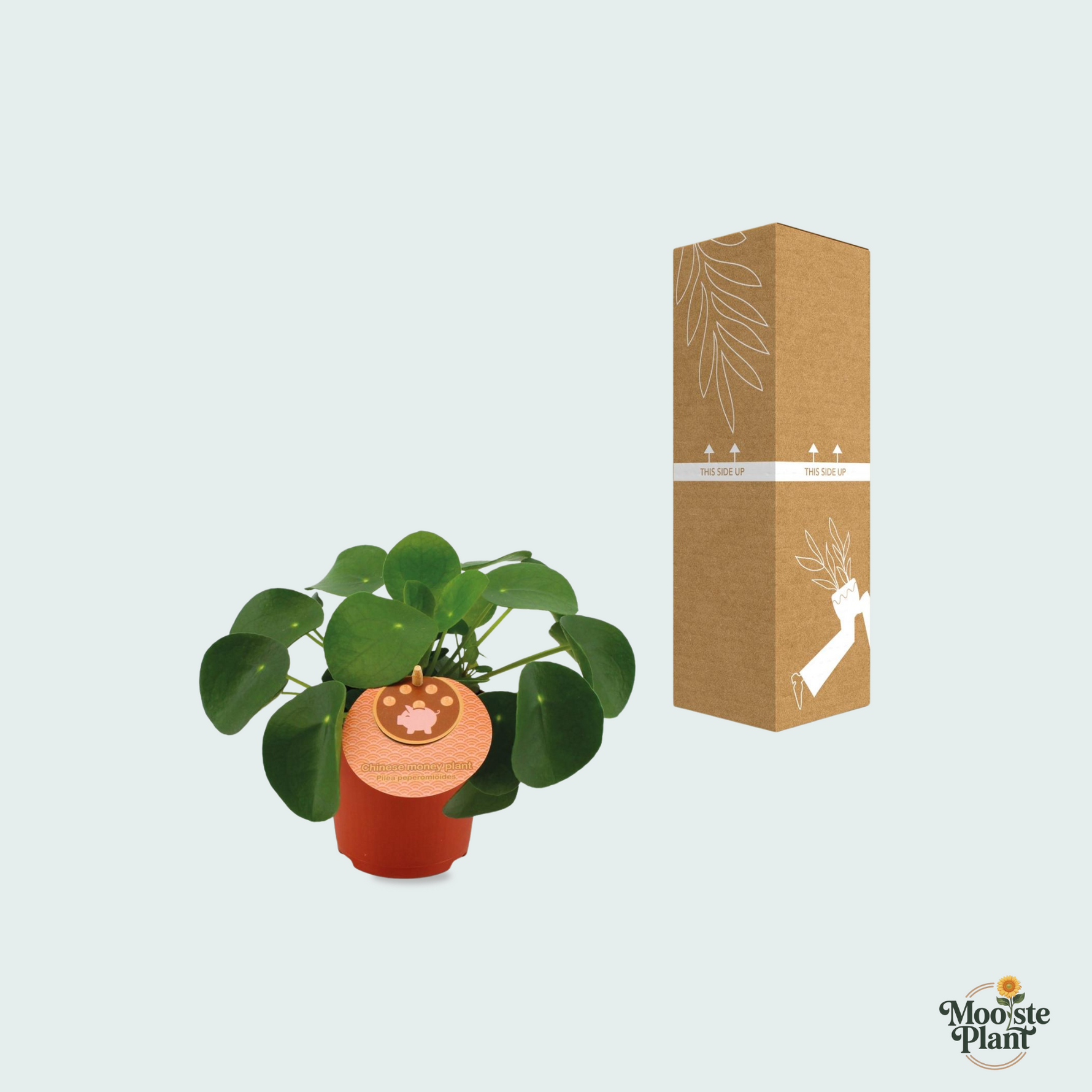 Pilea Peperomioides kopen