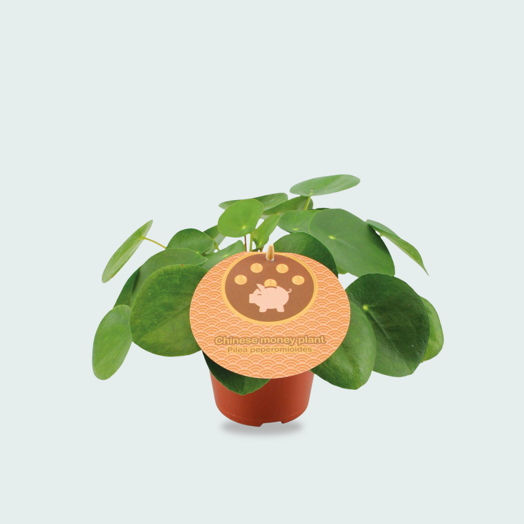 Pilea Peperomioides kopen
