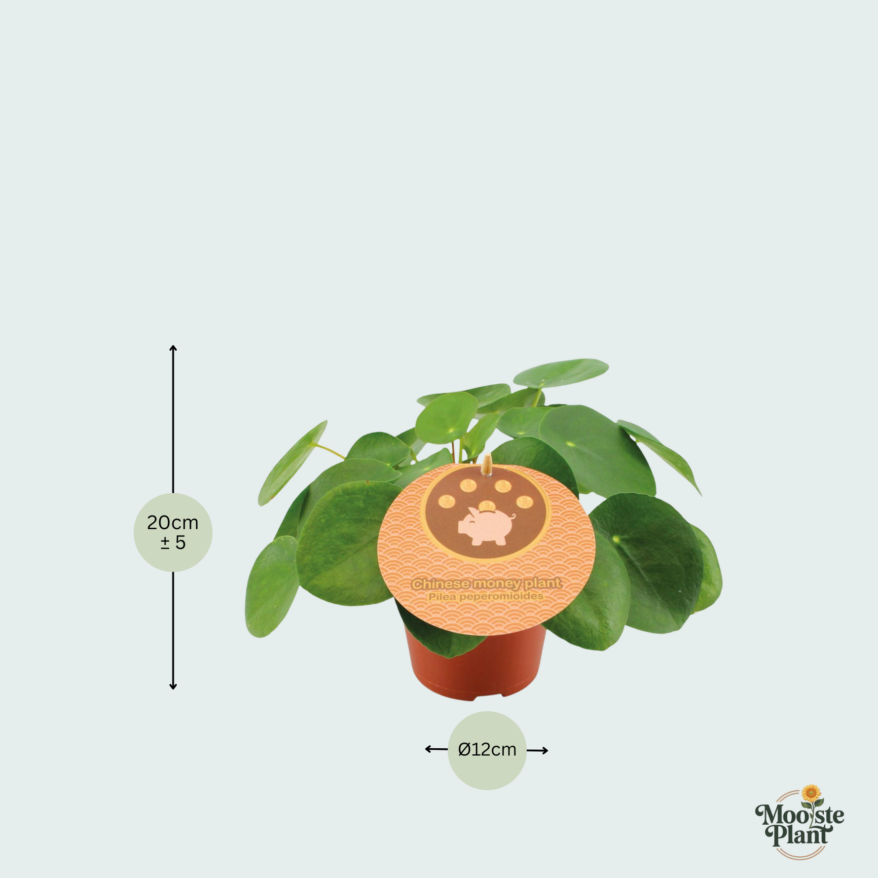 Pilea Peperomioides kopen