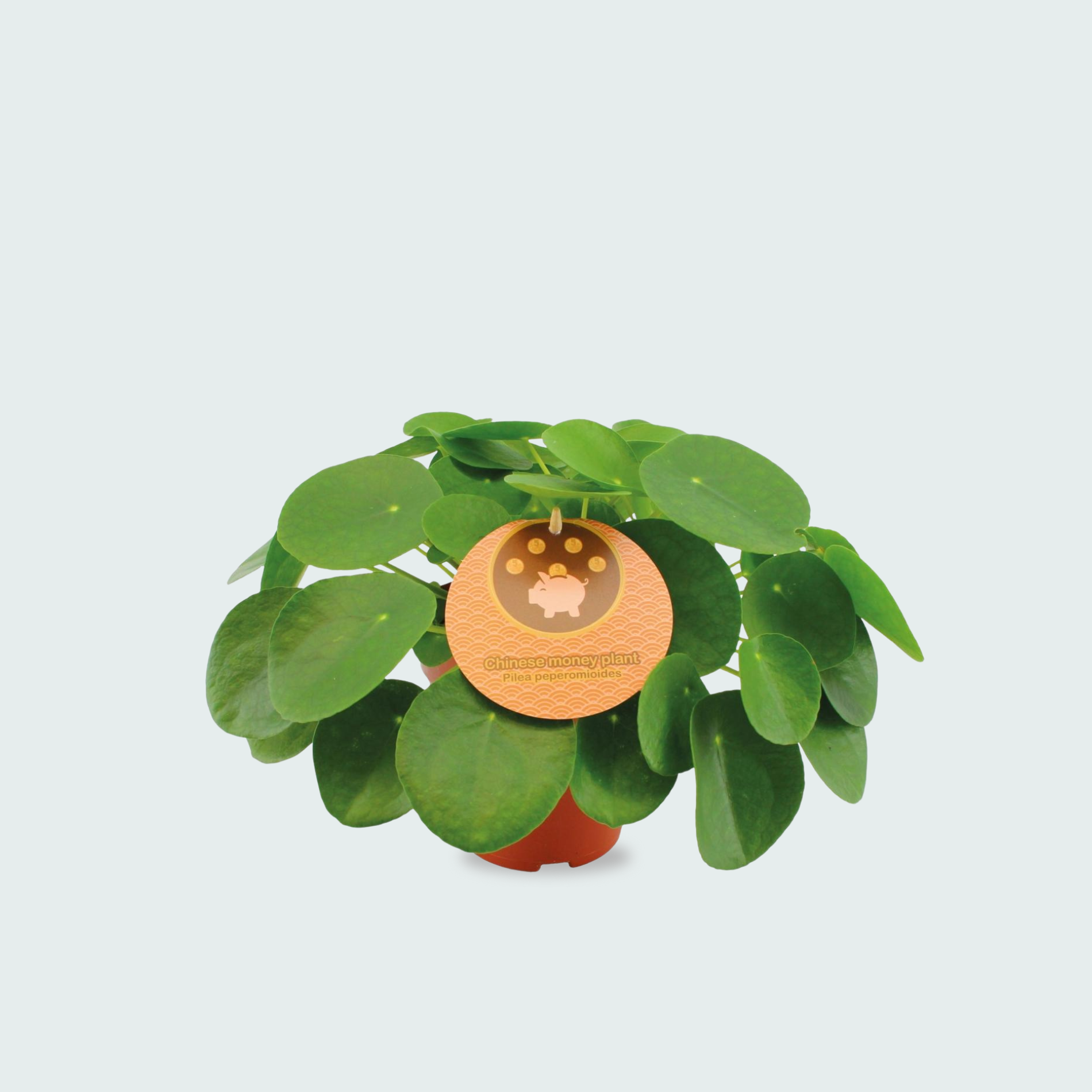 pilea peperomioides kopen