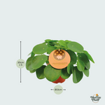 pilea peperomioides kopen