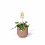 Peperomia kopen