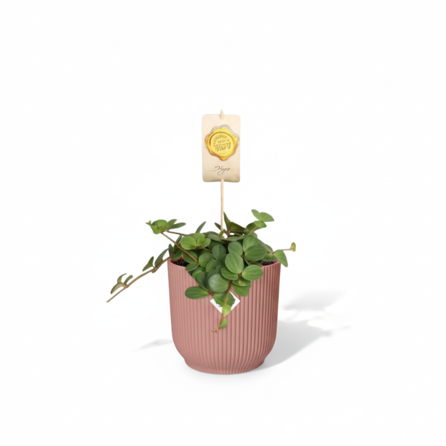 Peperomia kopen
