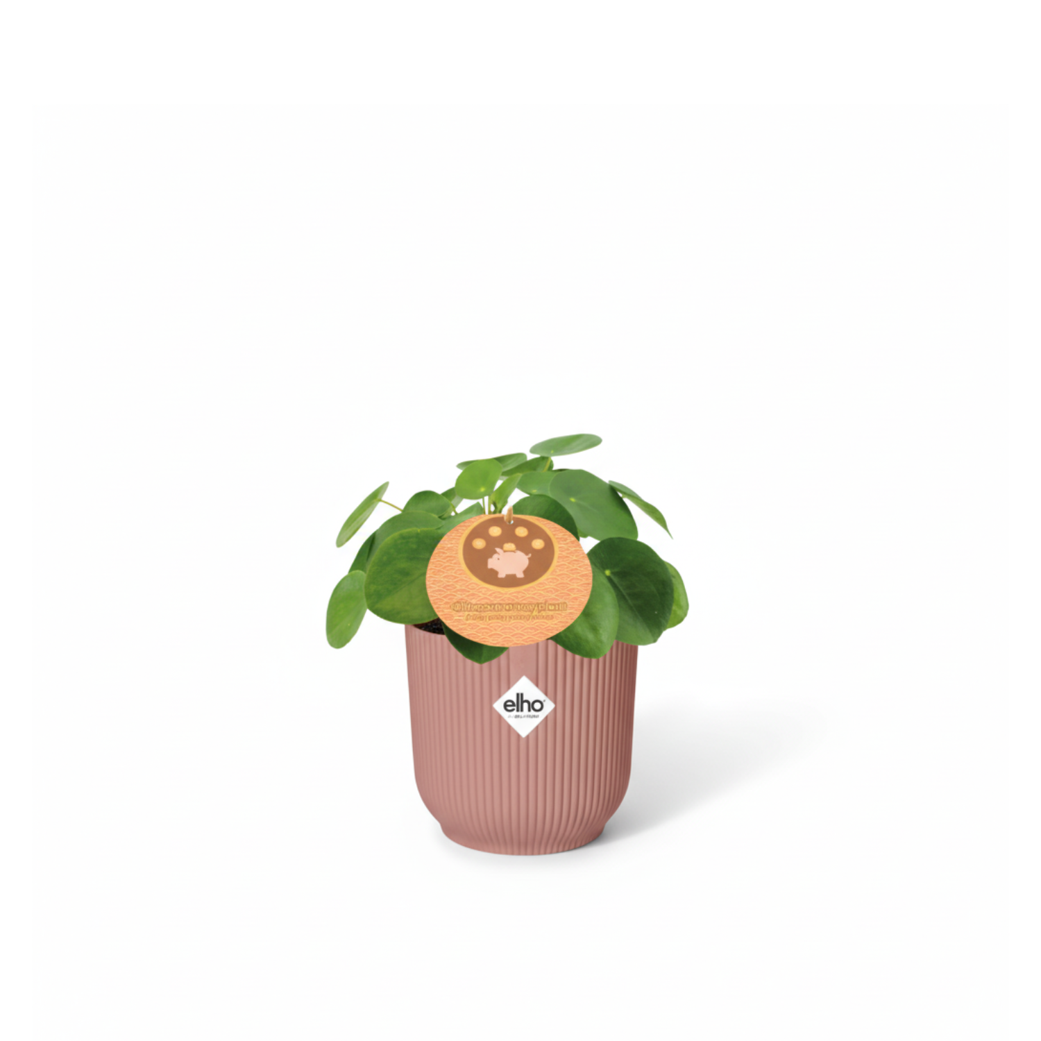  Pilea Peperomioides