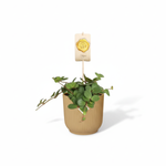 Peperomia kopen