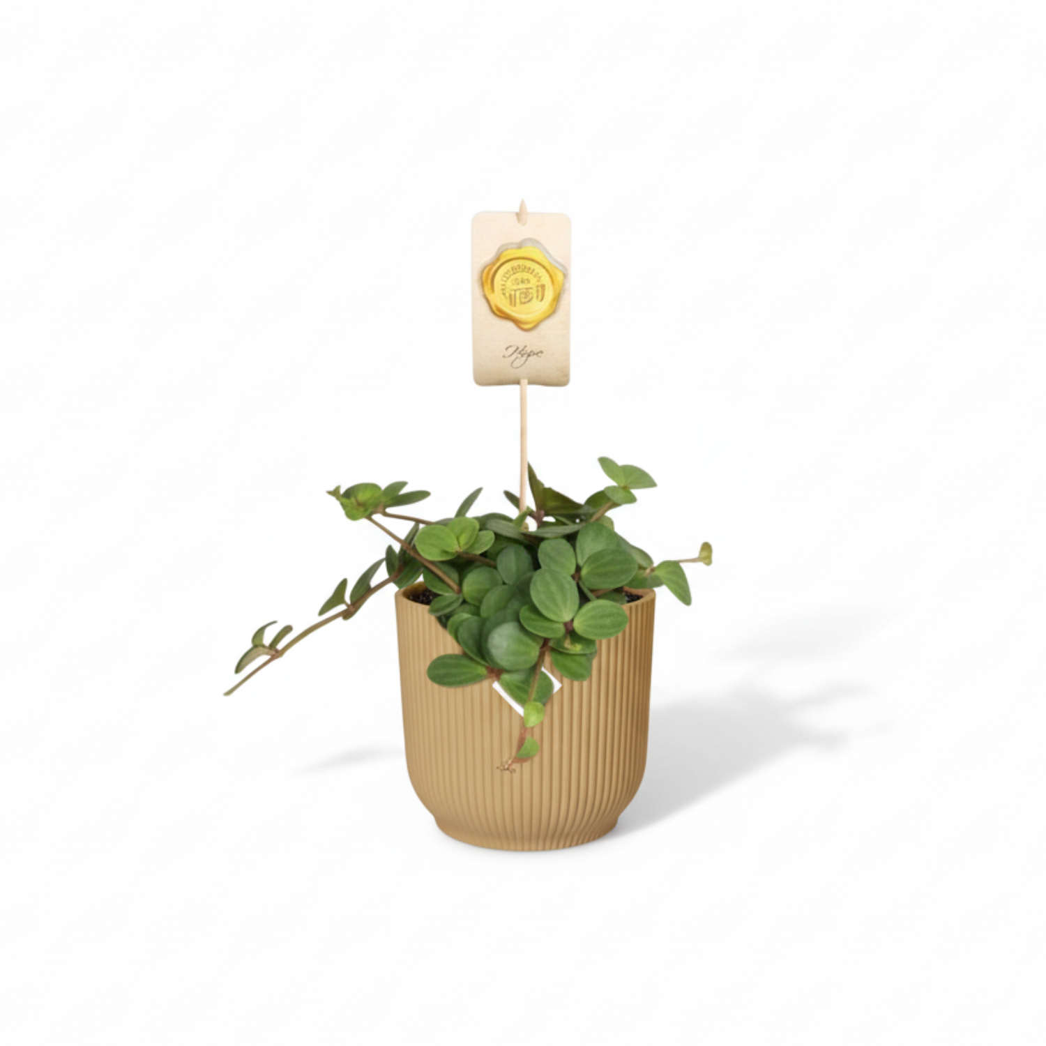 Peperomia kopen