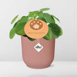Pilea Peperomioides