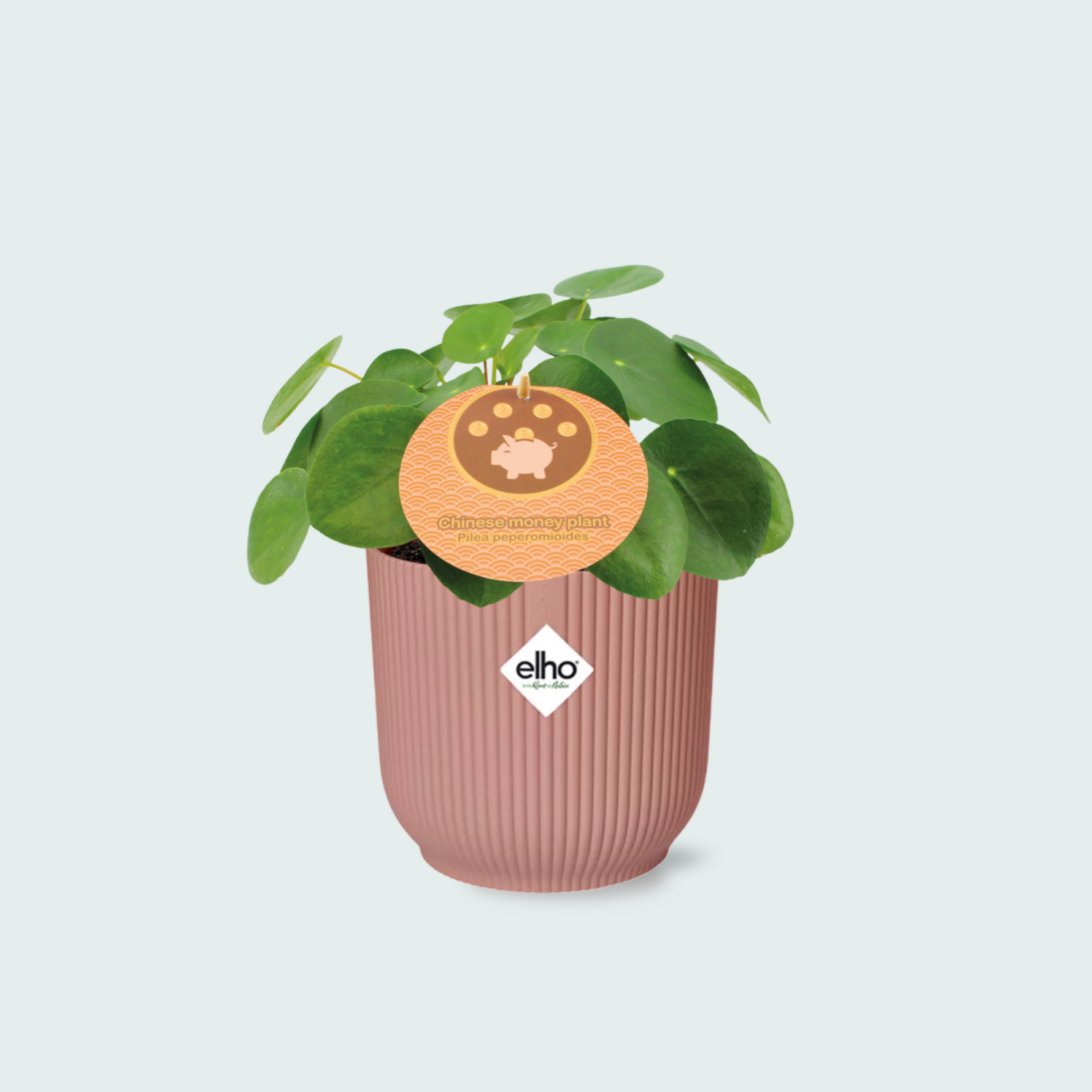 Pilea Peperomioides kopen
