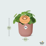 Combi deal - Pilea Peperomioides inclusief ELHO Vibes Fold - 10/20cm 