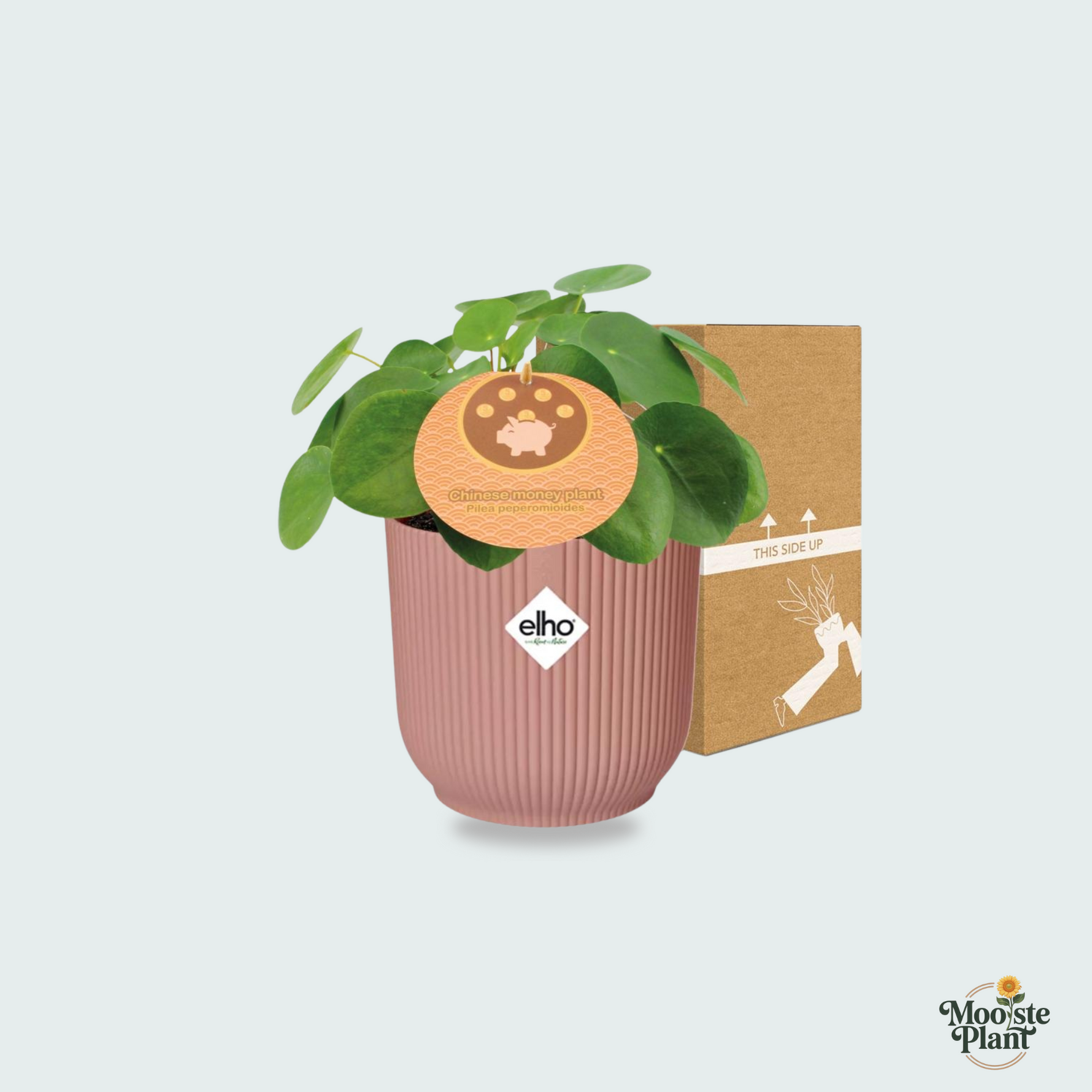 Combi deal - Pilea Peperomioides inclusief ELHO Vibes Fold - 10/20cm 