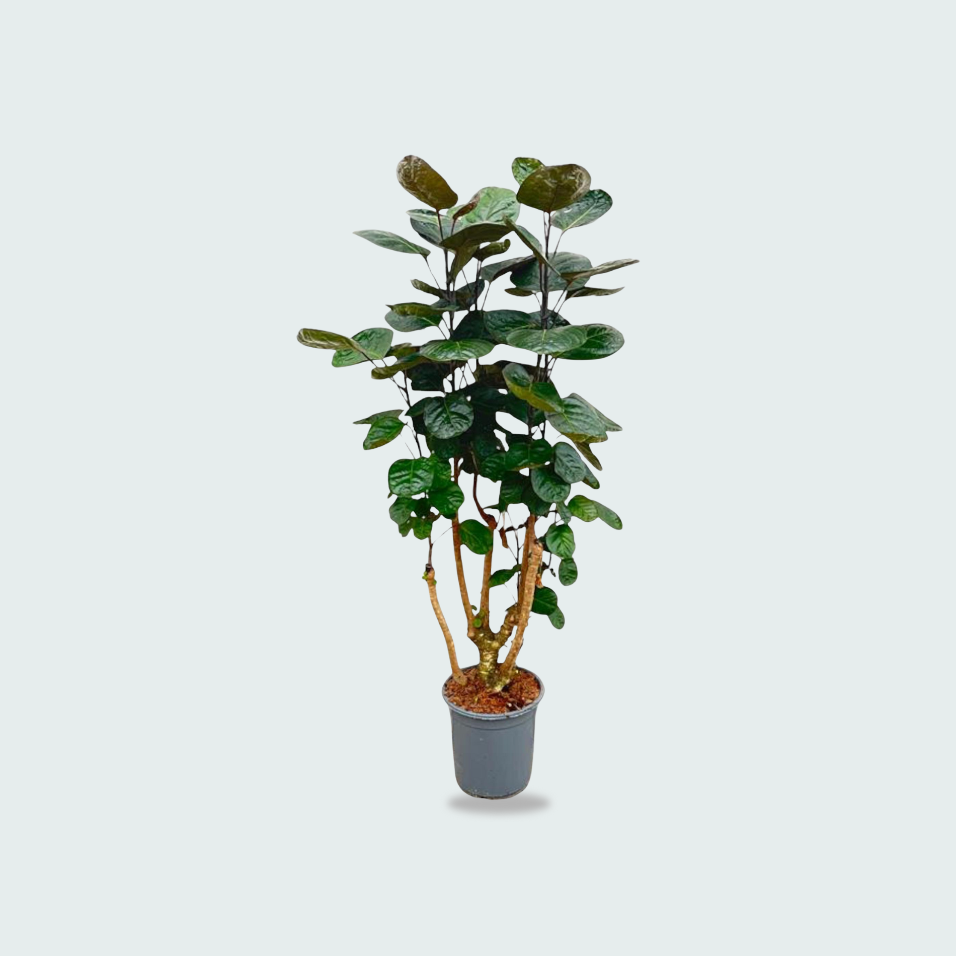 Polyscias Fabian kopen