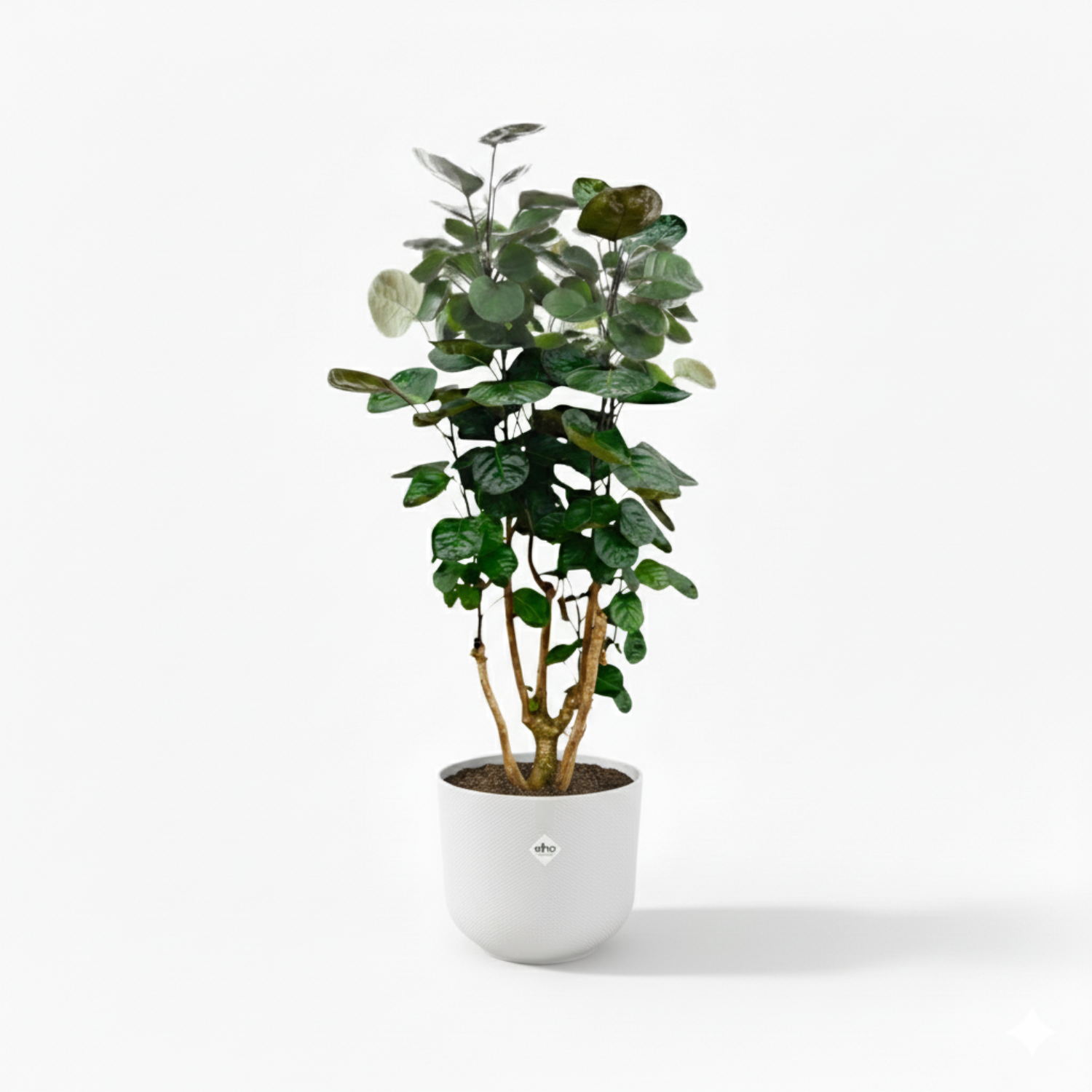 Polyscias Fabian 