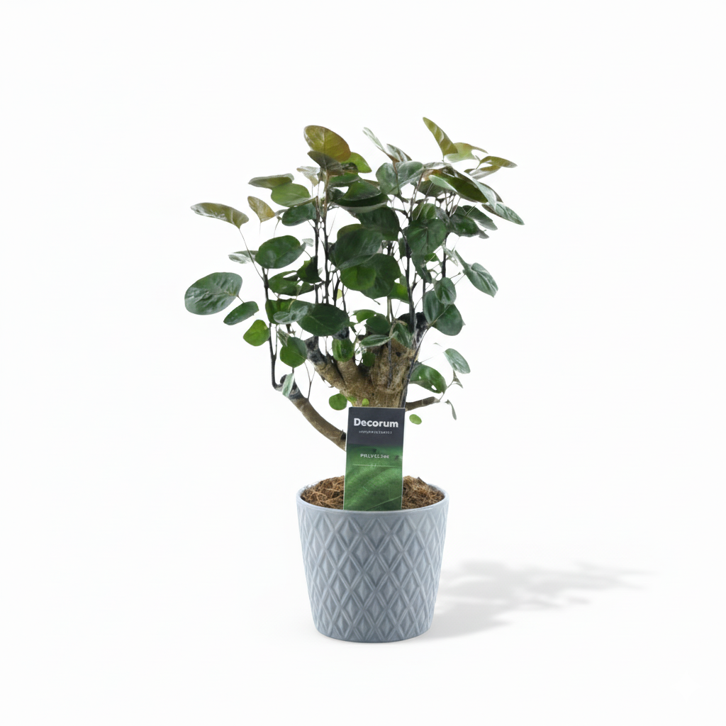 Polyscias Fabian kopen