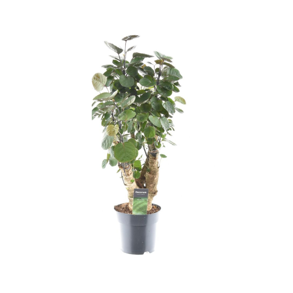 Polyscias Fabian - 60cm