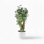 Polyscias Fabian - 60cm