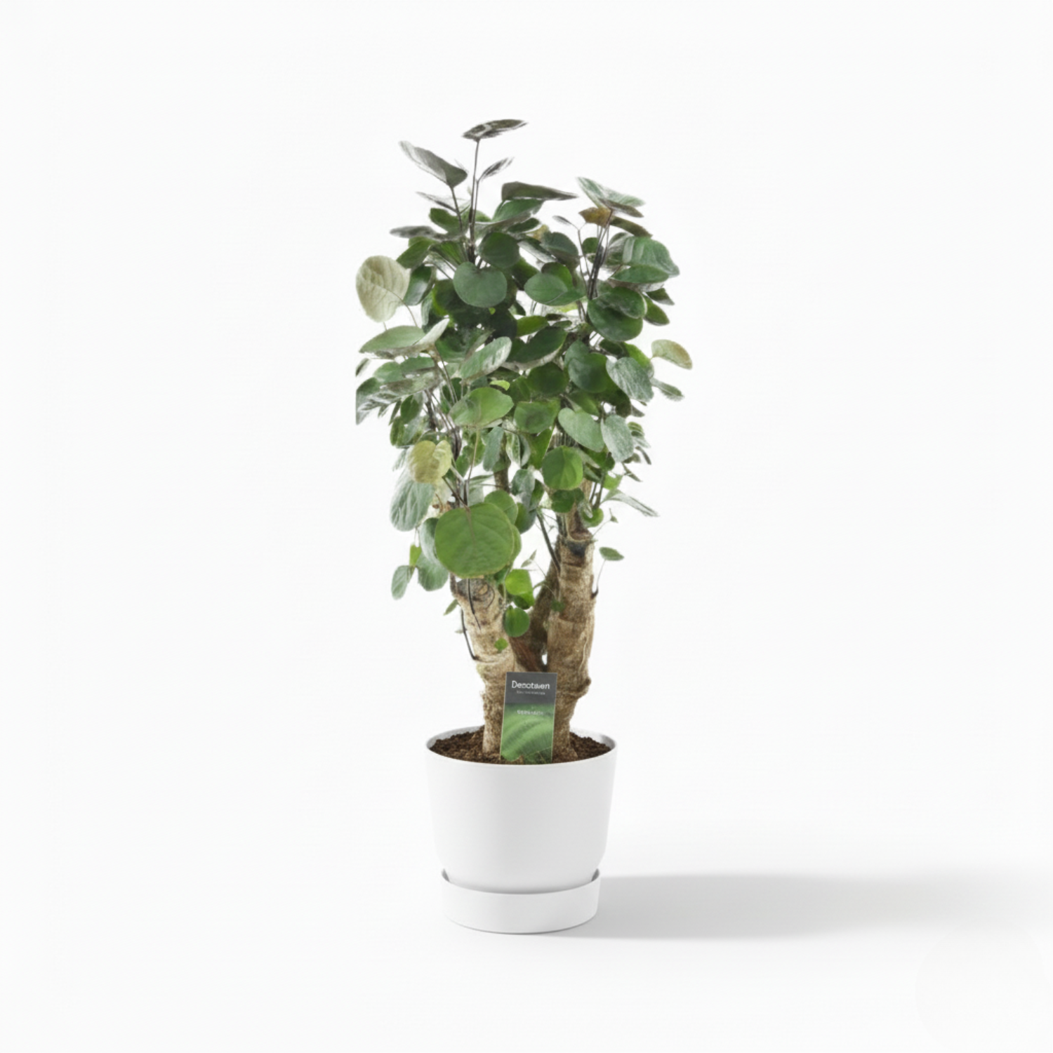 Polyscias Fabian - 60cm