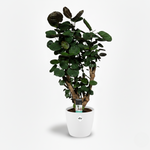 Polyscias Fabian - 95cm