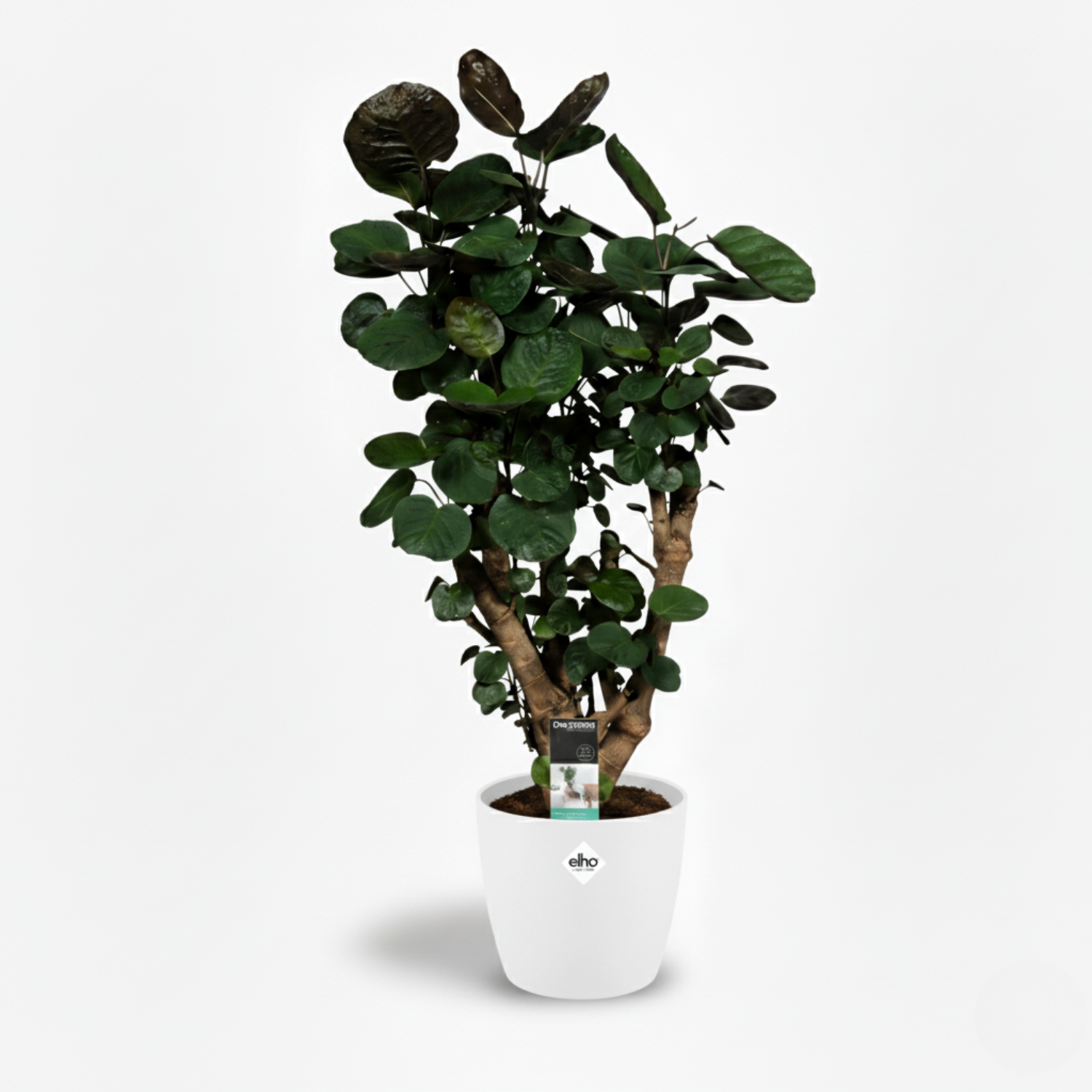 Polyscias Fabian - 95cm