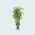 polyscias plant kopen