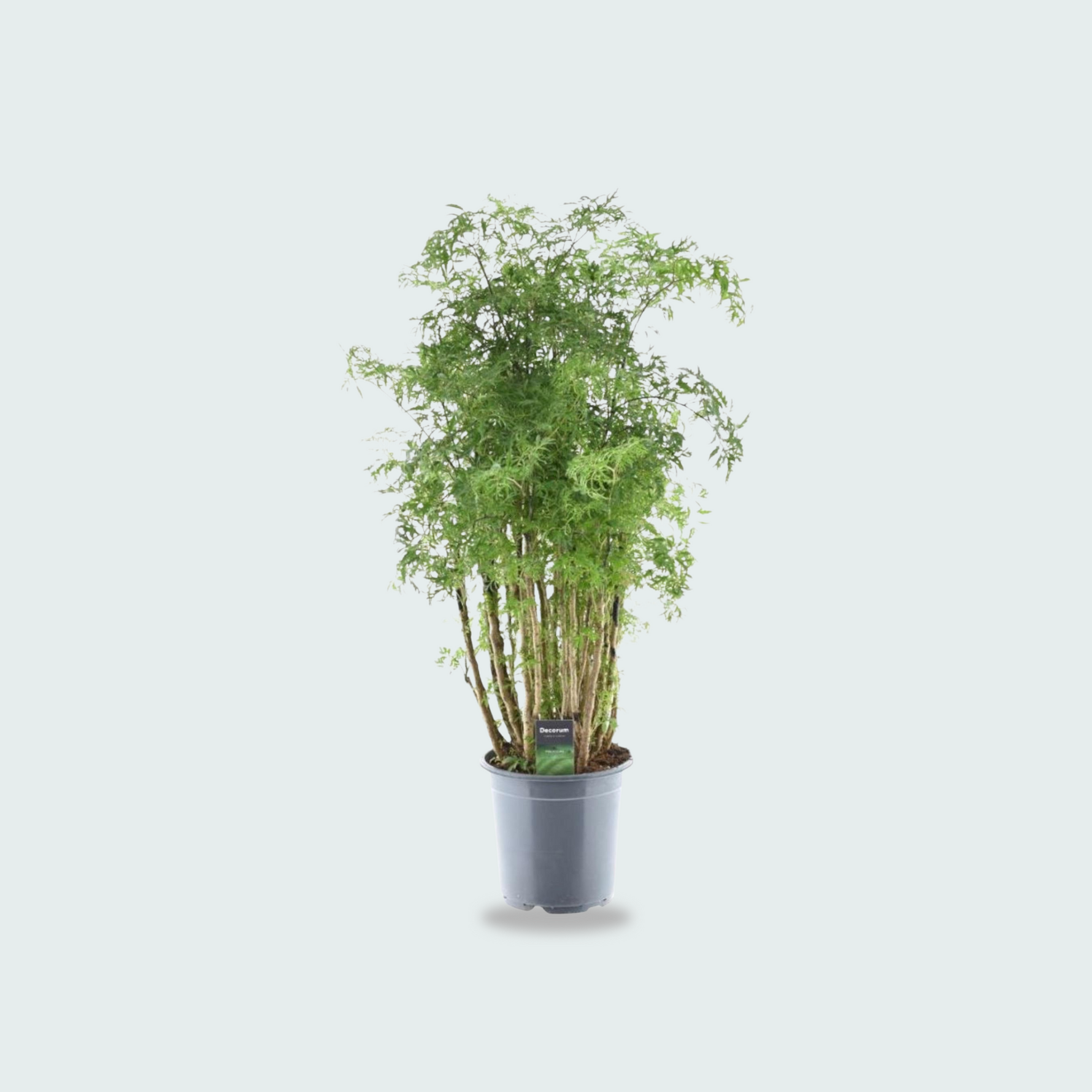 polyscias plant kopen