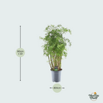 polyscias plant kopen