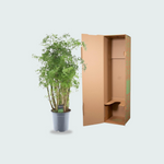 polyscias plant kopen