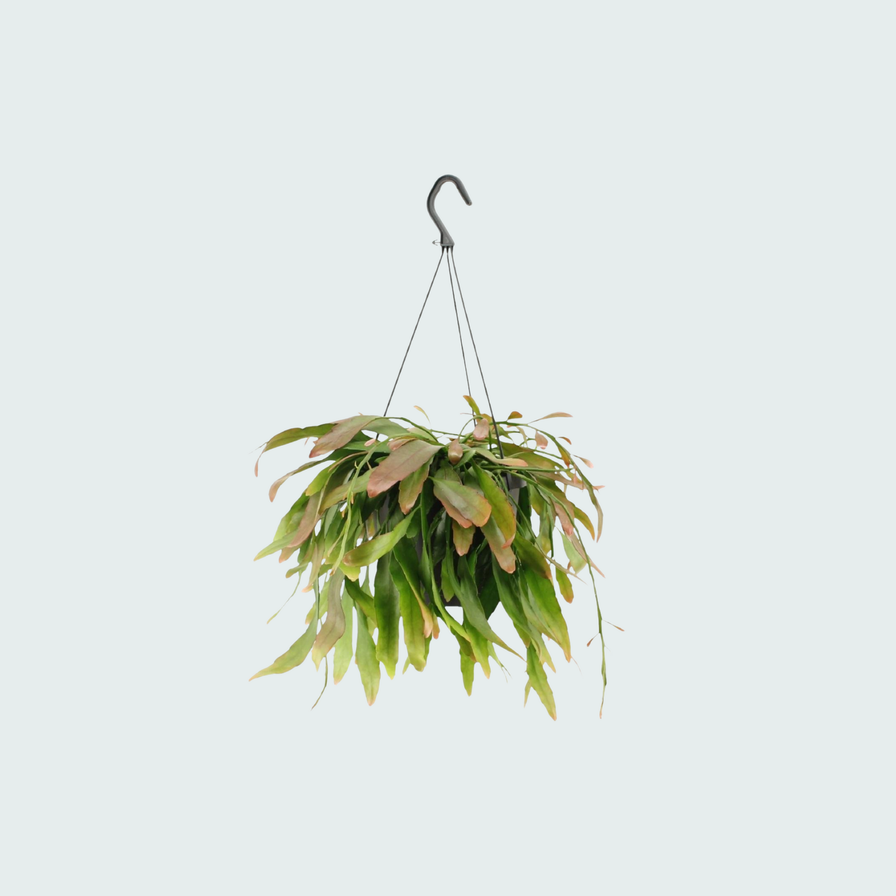 Rhipsalis Red Coral 