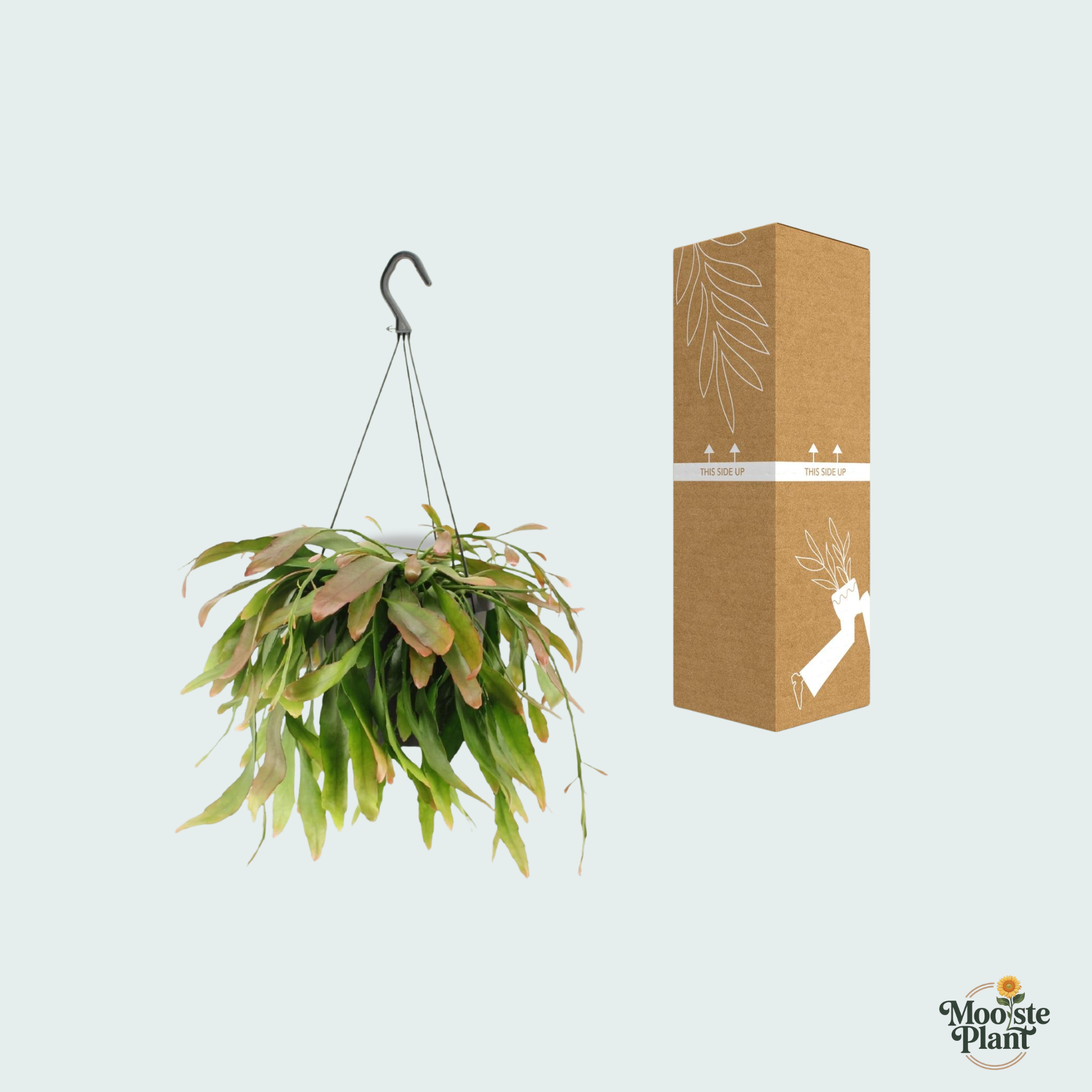 Rhipsalis Red Coral hanging plant - 25cm