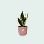 Sansevieria Futura Superba