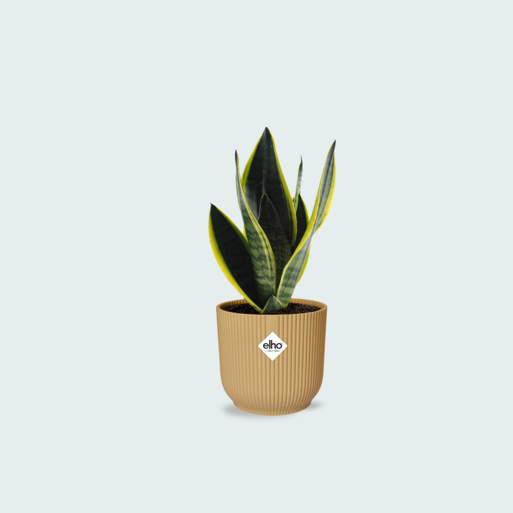 Sansevieria Futura Superba