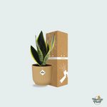 Sansevieria Futura Superba