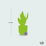 Sansevieria Futura Superba