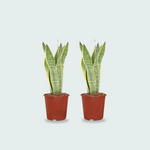 Sansevieria kopen