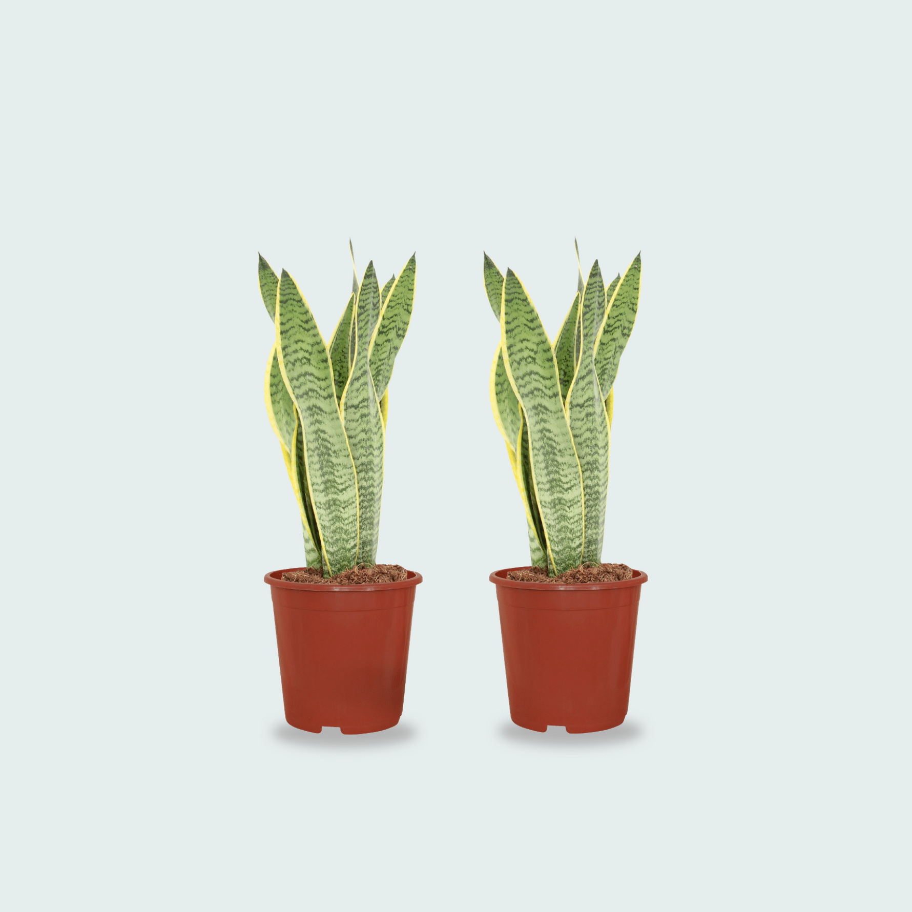 Sansevieria kopen