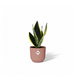 Sansevieria Futura Superba 