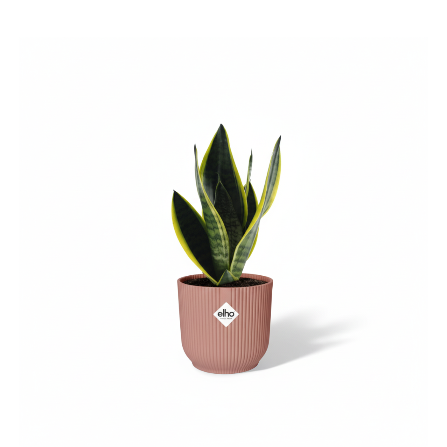 Sansevieria Futura Superba 