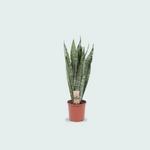 Sansevieria Zeylanica kopen