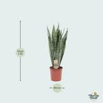 Sansevieria Zeylanica kopen