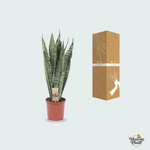 Sansevieria Zeylanica kopen